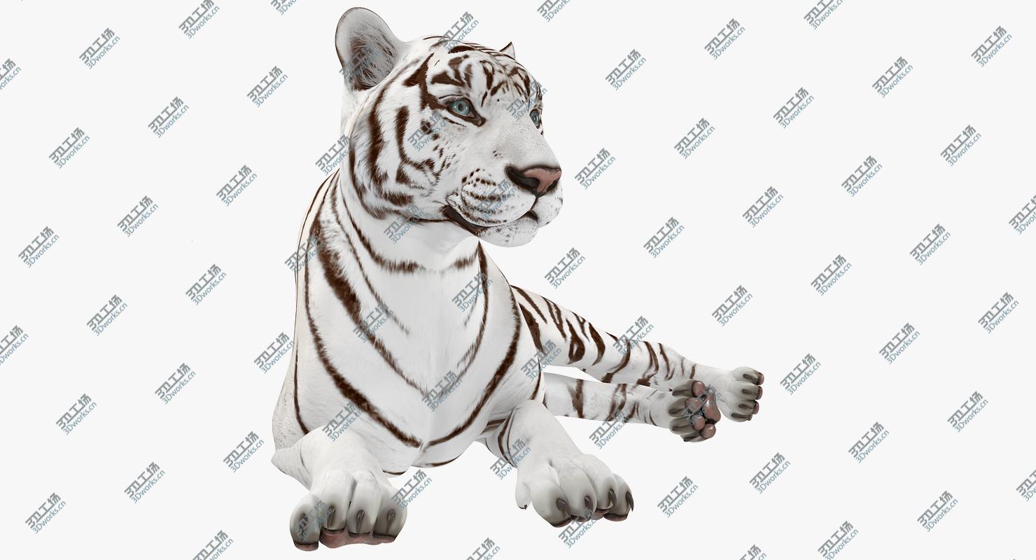 images/goods_img/2021040164/Lying White Tiger 3D Model 3D model/2.jpg